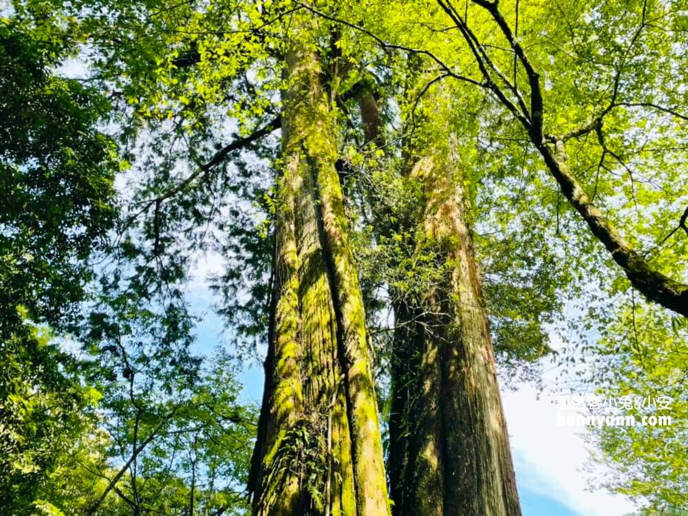 嘉義「阿里山國家森林遊樂區」暢遊山上公園，門票、交通、玩多久全打包。