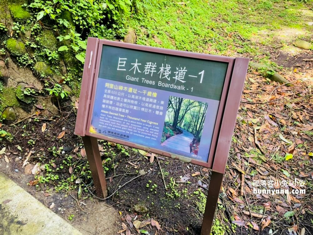 嘉義「阿里山國家森林遊樂區」暢遊山上公園，門票、交通、玩多久全打包。