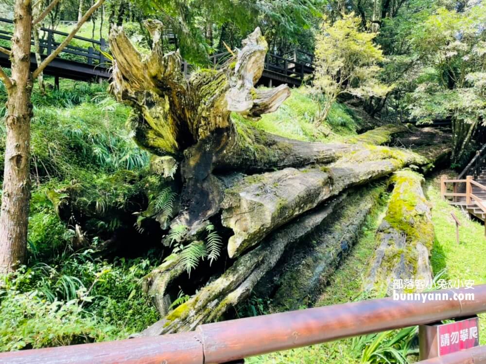 嘉義「阿里山國家森林遊樂區」暢遊山上公園，門票、交通、玩多久全打包。