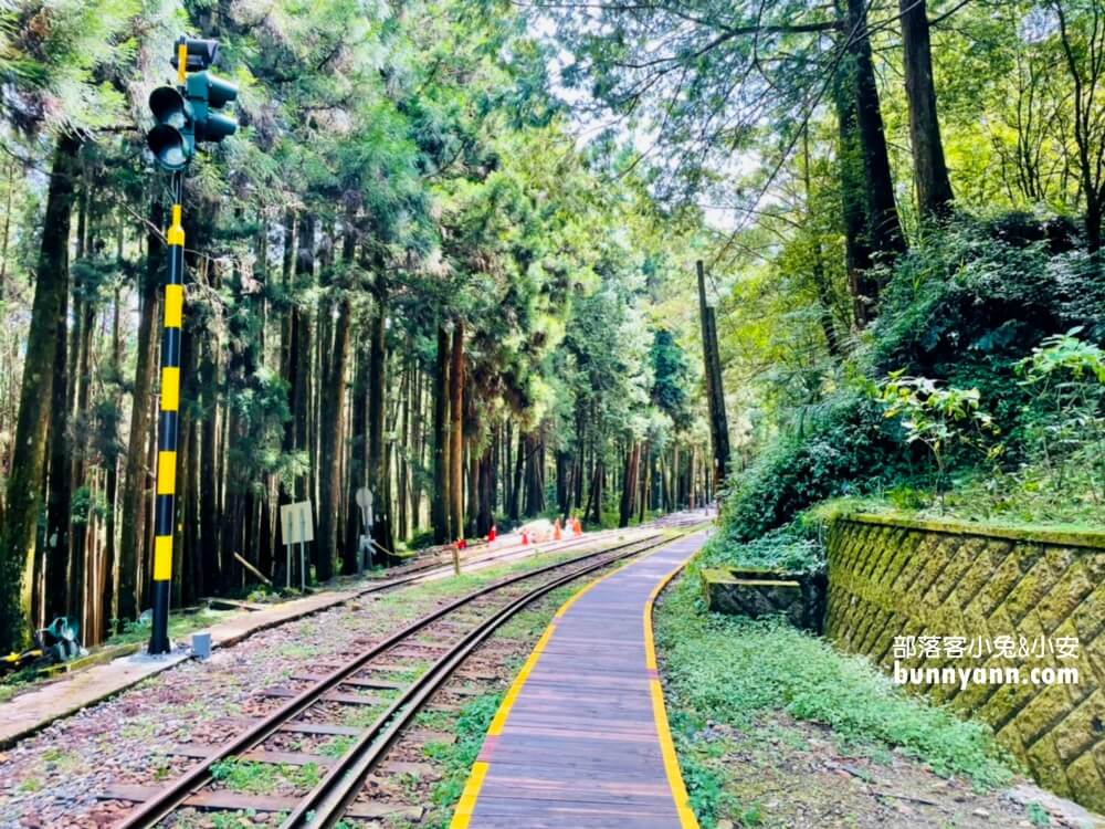 嘉義「阿里山國家森林遊樂區」暢遊山上公園，門票、交通、玩多久全打包。