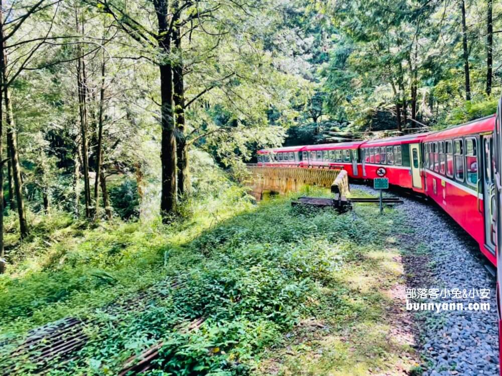 嘉義「阿里山國家森林遊樂區」暢遊山上公園，門票、交通、玩多久全打包。