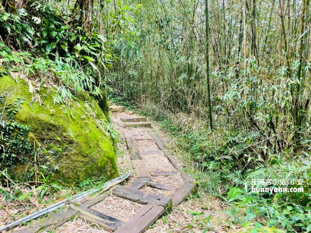 嘉義【二延平步道】阿里山來回兩小時茶園步道詳細解說