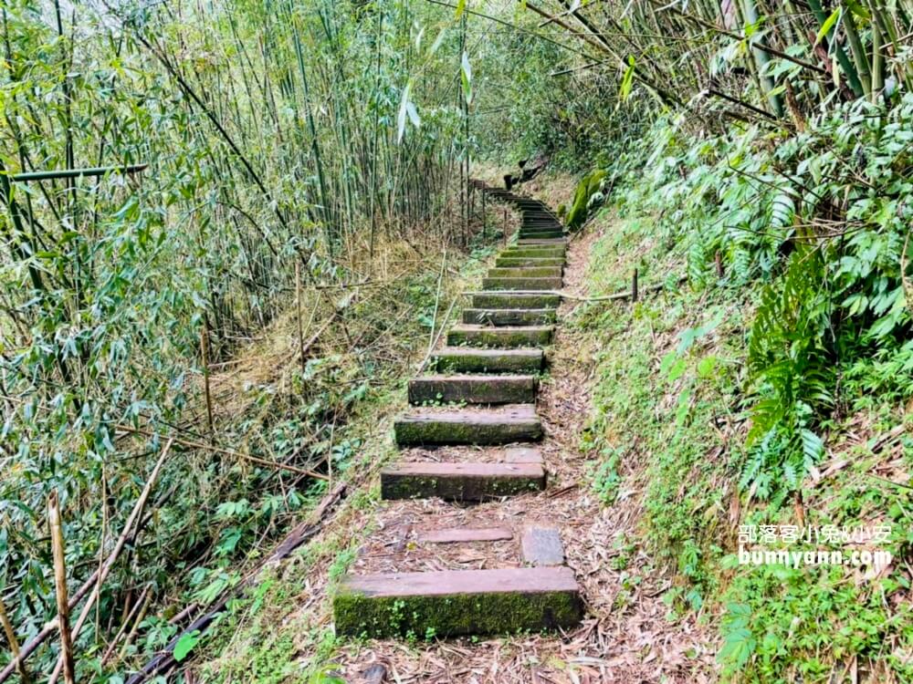 嘉義【二延平步道】阿里山來回兩小時茶園步道詳細解說