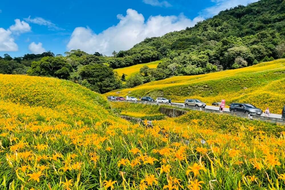 赤柯山小瑞士農場｜即時影像和花況分享，金針花季熱門賞花景點