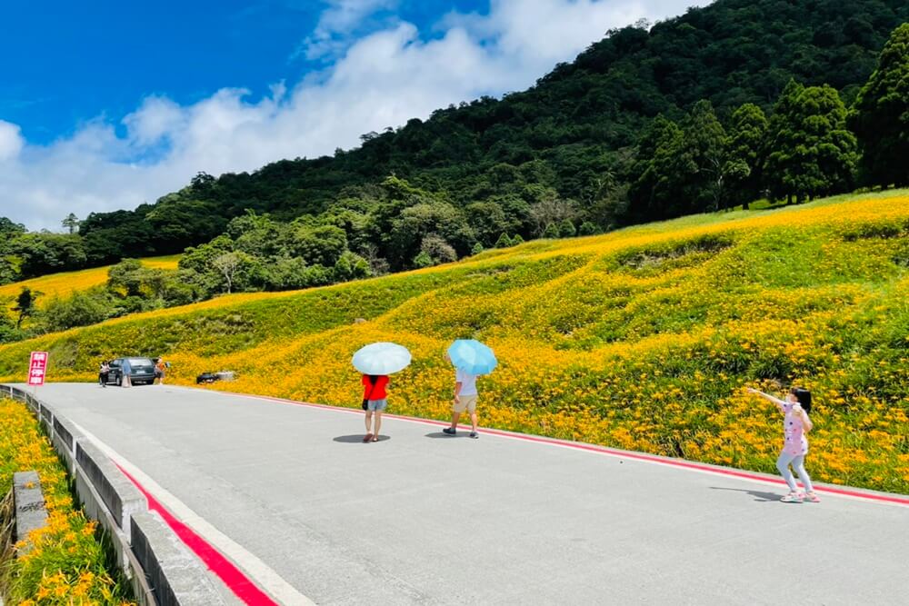 赤柯山小瑞士農場｜即時影像和花況分享，金針花季熱門賞花景點