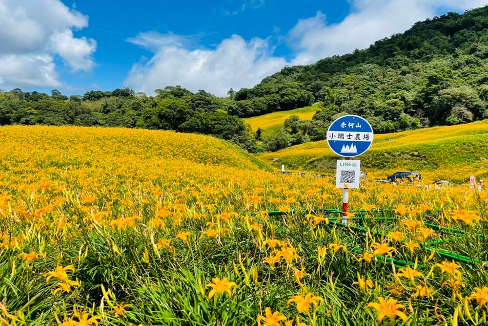 赤柯山小瑞士農場｜即時影像和花況分享，金針花季熱門賞花景點