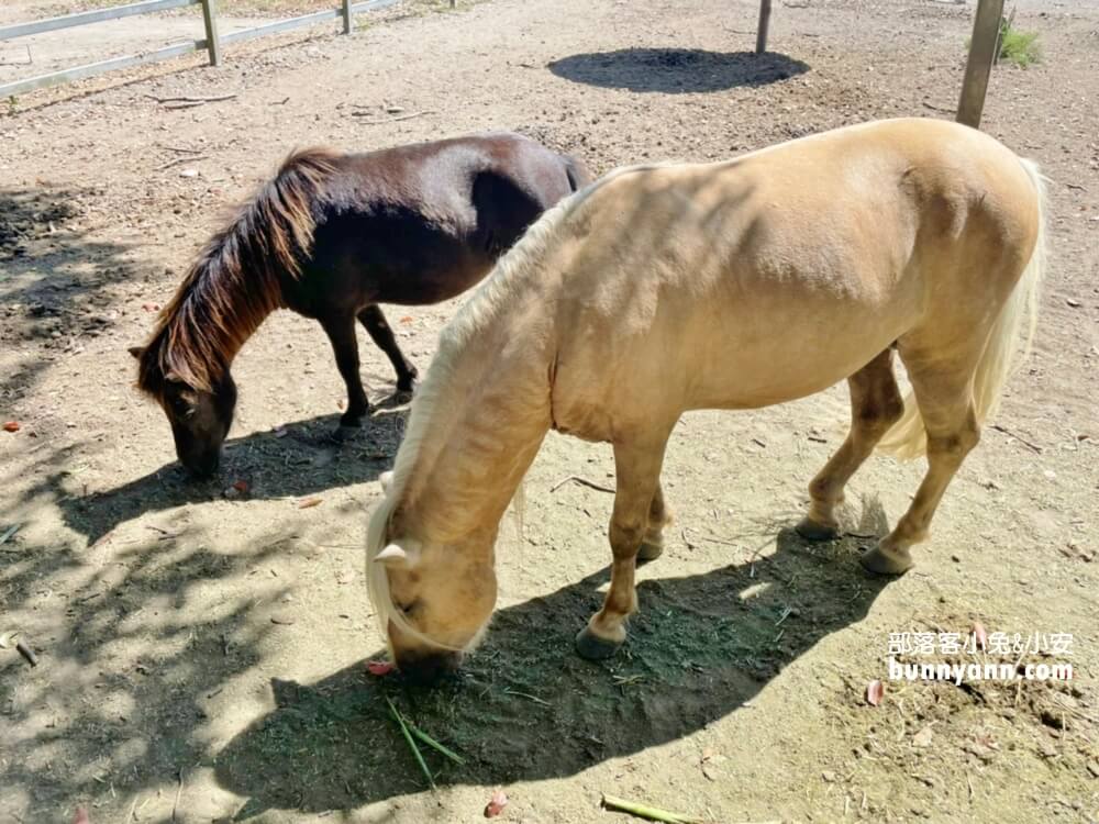 花蓮瑞穗吉蒸牧場，免門票餵小動物吃草好地方，沒有臭味的牧場