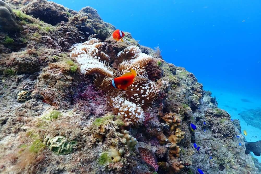 小丑魚