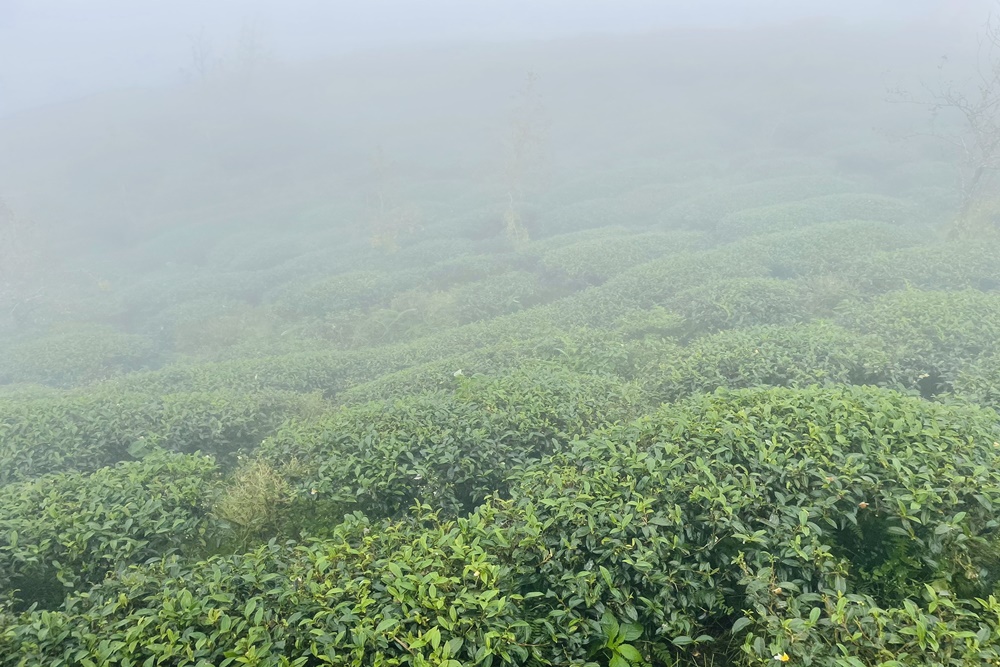 南投銀杏森林值得去嗎?武岫農圃&大崙山觀景臺的交通路況