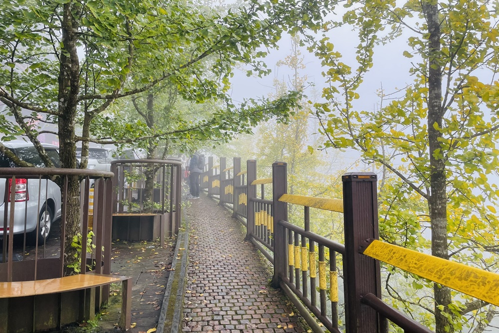 南投銀杏森林值得去嗎?武岫農圃&大崙山觀景臺的交通路況