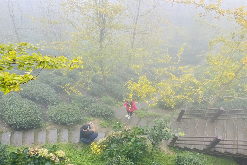 南投銀杏森林值得去嗎?武岫農圃&大崙山觀景臺的交通路況