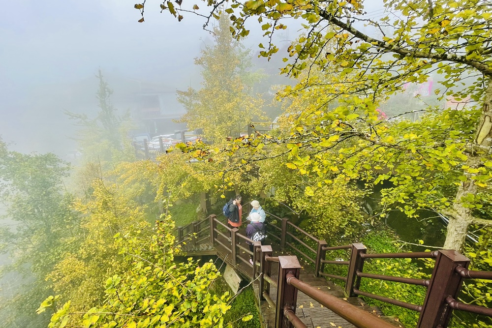 南投銀杏森林值得去嗎?武岫農圃&大崙山觀景臺的交通路況