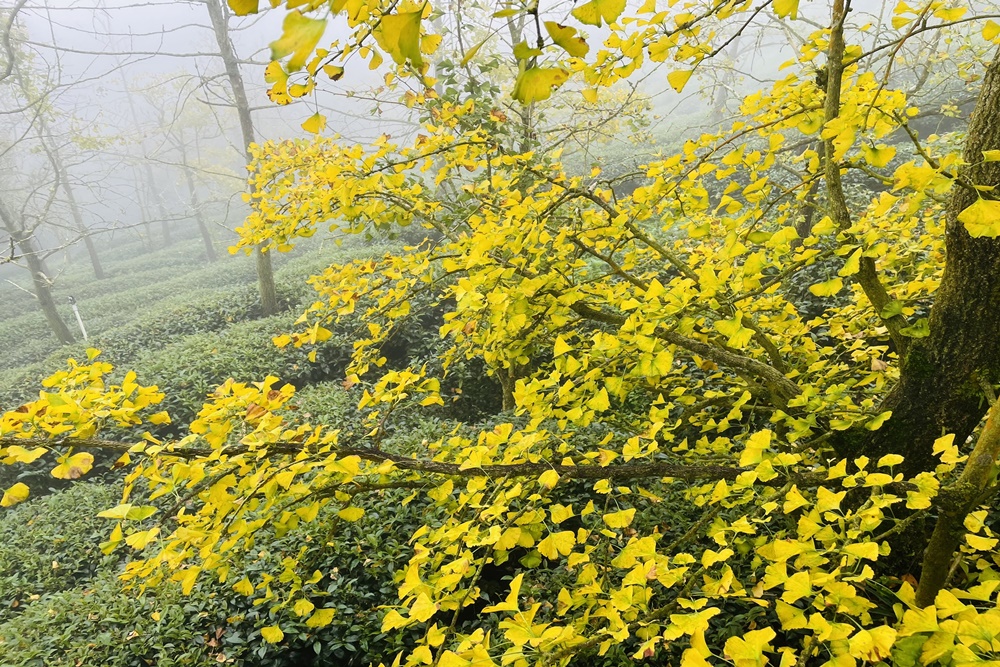 南投銀杏森林值得去嗎?武岫農圃&大崙山觀景臺的交通路況