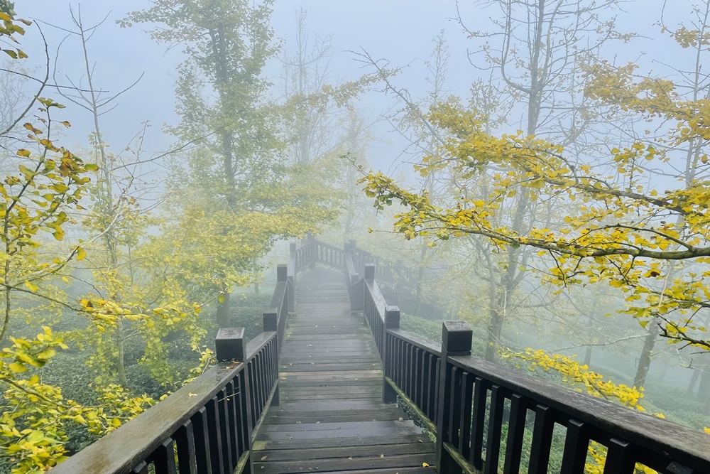 南投銀杏森林值得去嗎?武岫農圃&大崙山觀景臺的交通路況