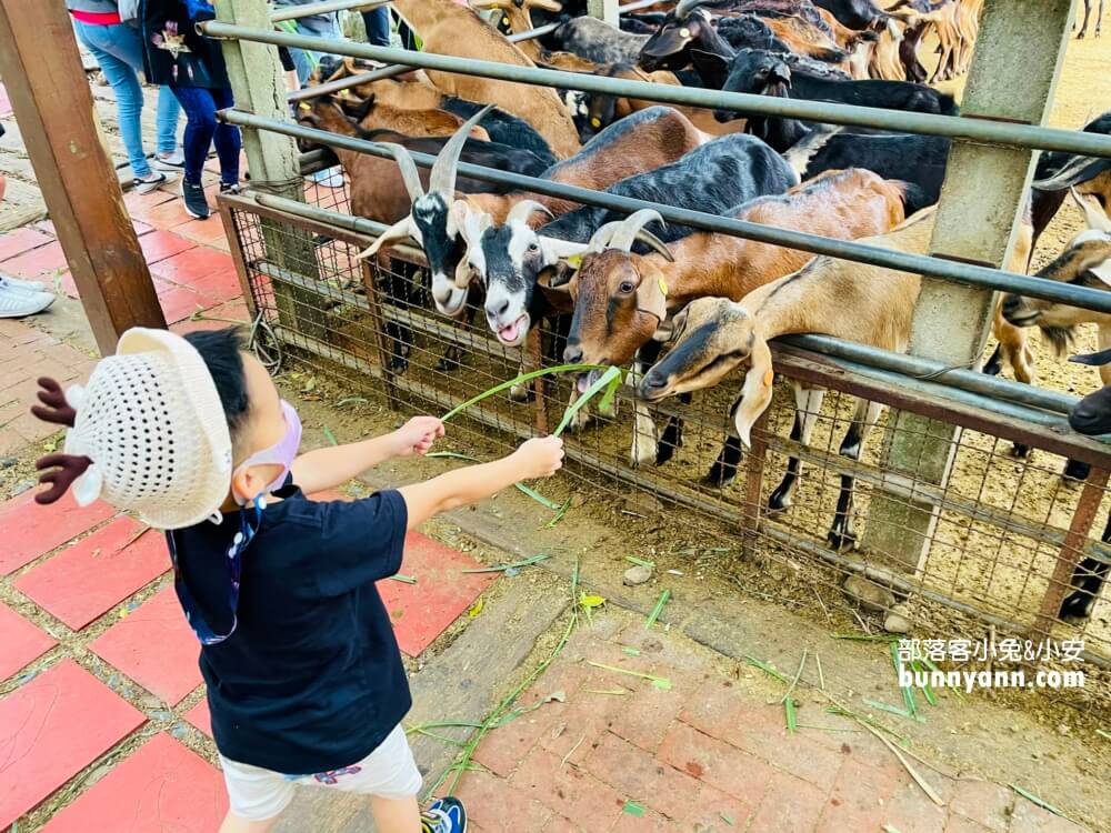 台中》益健乳羊牧場，不用入場費飼料又便宜，餵羊好地方