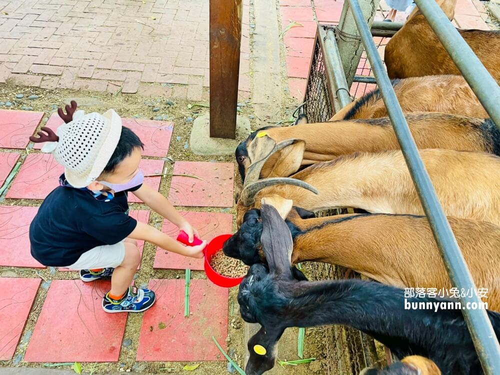 台中》益健乳羊牧場，不用入場費飼料又便宜，餵羊好地方