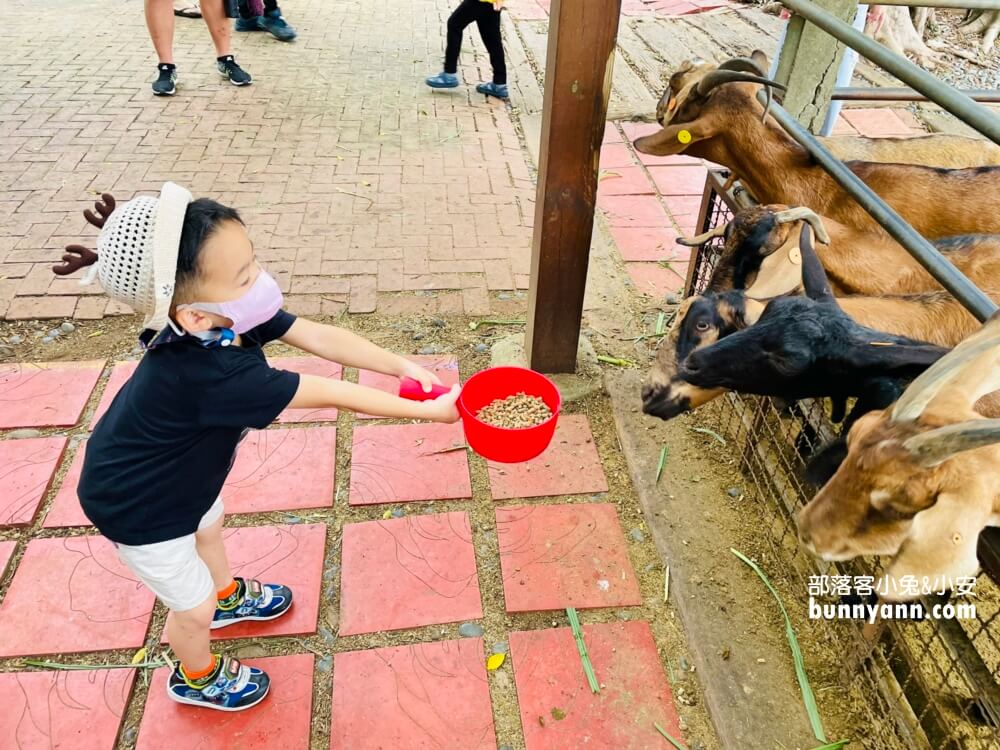 台中》益健乳羊牧場，不用入場費飼料又便宜，餵羊好地方