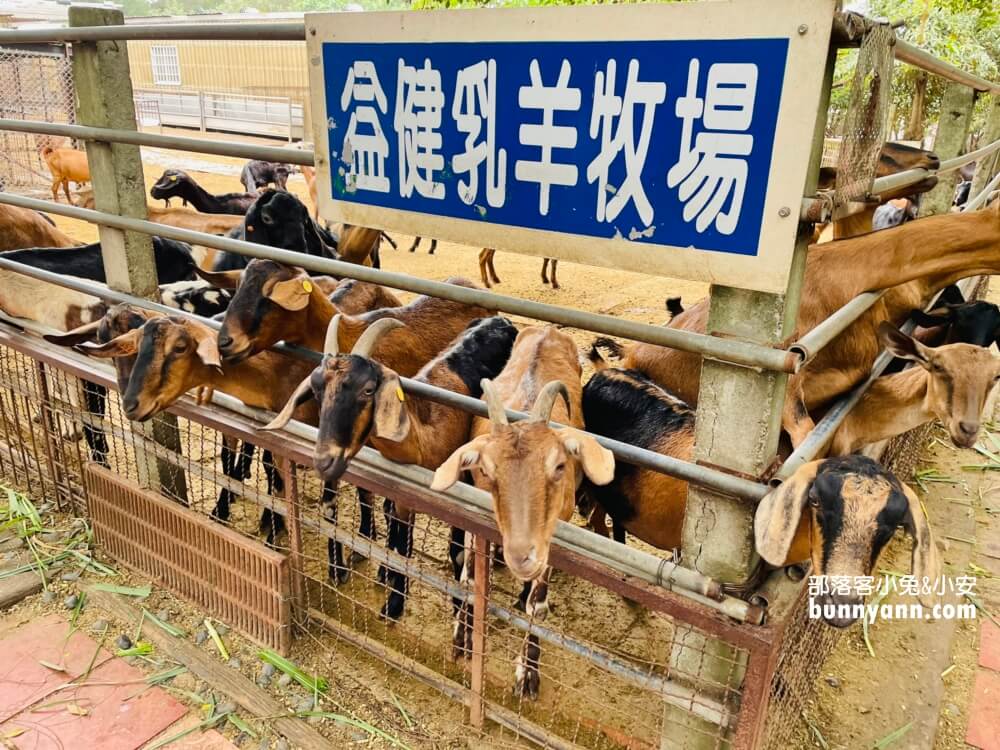 台中》益健乳羊牧場，不用入場費飼料又便宜，餵羊好地方