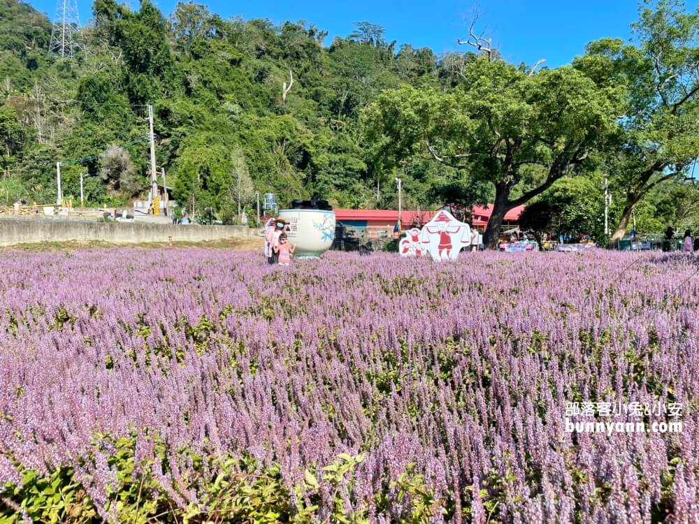 獅潭仙草花節值得去嗎？帶你停車跟吃仙草冰，夢幻紫色花海