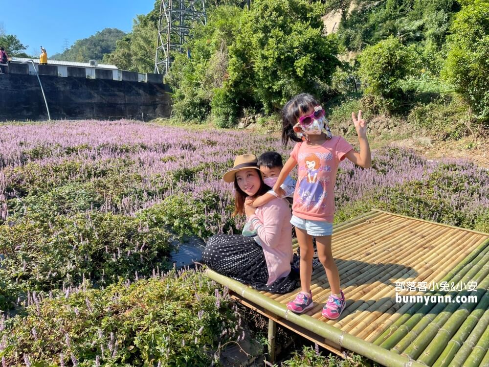 獅潭仙草花節值得去嗎？帶你停車跟吃仙草冰，夢幻紫色花海