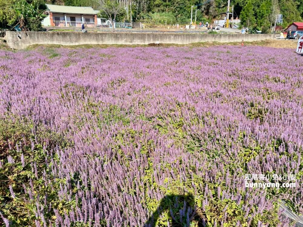 獅潭仙草花節值得去嗎？帶你停車跟吃仙草冰，夢幻紫色花海