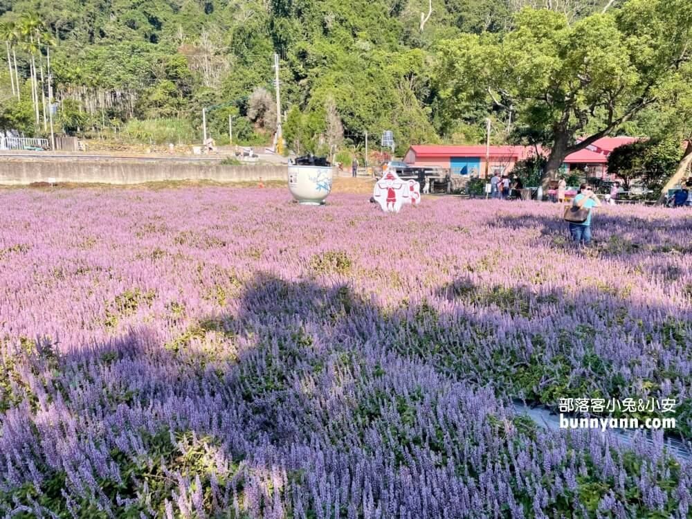 獅潭仙草花節值得去嗎？帶你停車跟吃仙草冰，夢幻紫色花海