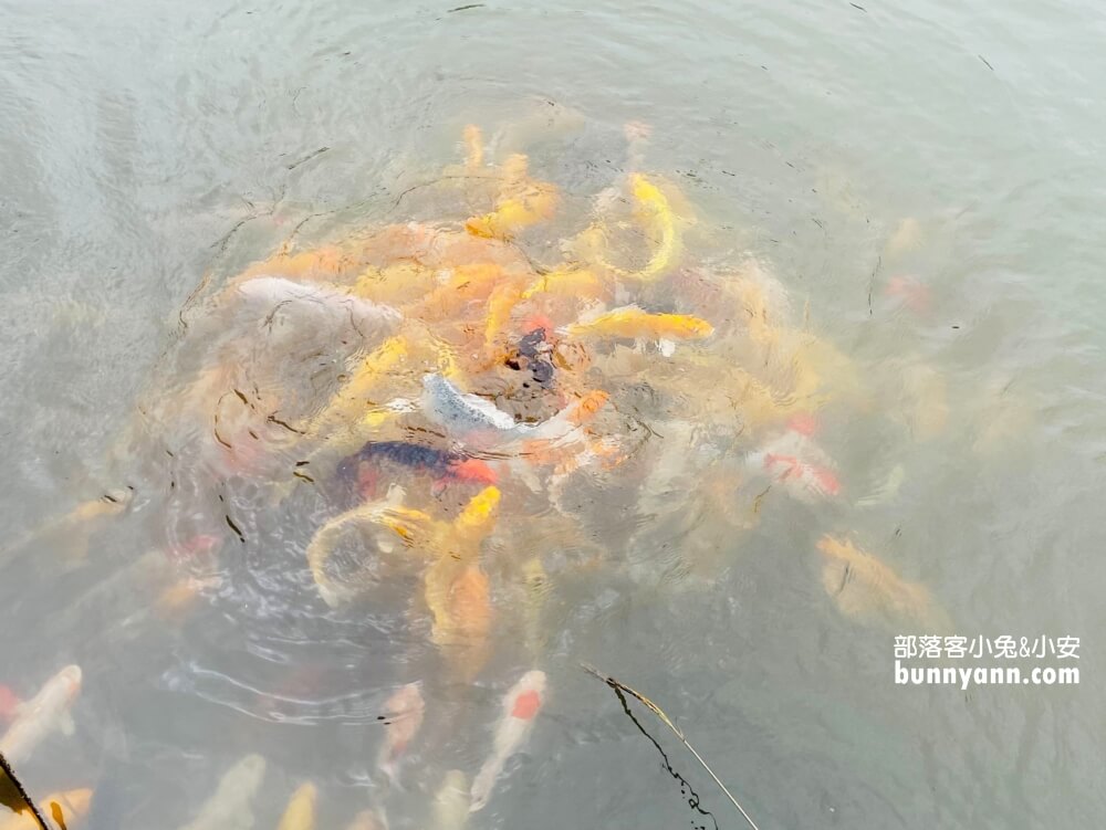 桃園農場「花鹿秘境」暢遊李家摸蜆農場，餵水豚和梅花鹿吃飯。