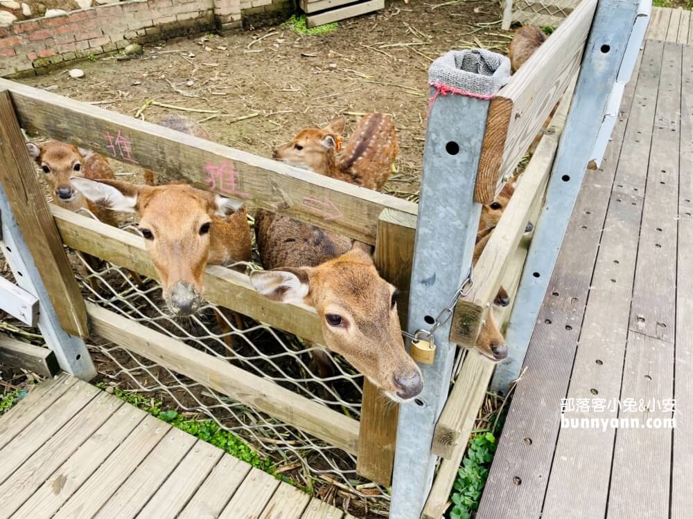 桃園農場「花鹿秘境」暢遊李家摸蜆農場，餵水豚和梅花鹿吃飯。