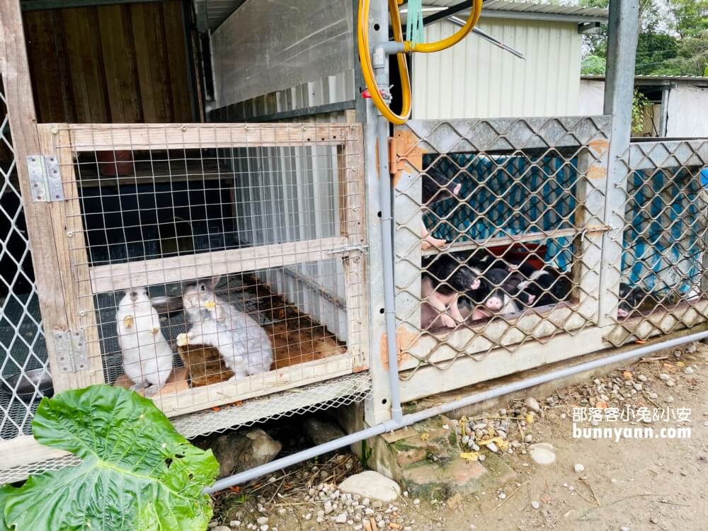 桃園農場「花鹿秘境」暢遊李家摸蜆農場，餵水豚和梅花鹿吃飯。