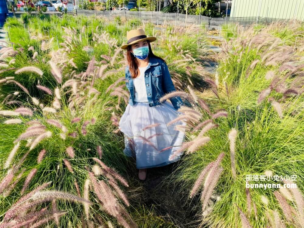 彰化景點》董家花田，田尾繽紛四季花海，戶外野餐好地方