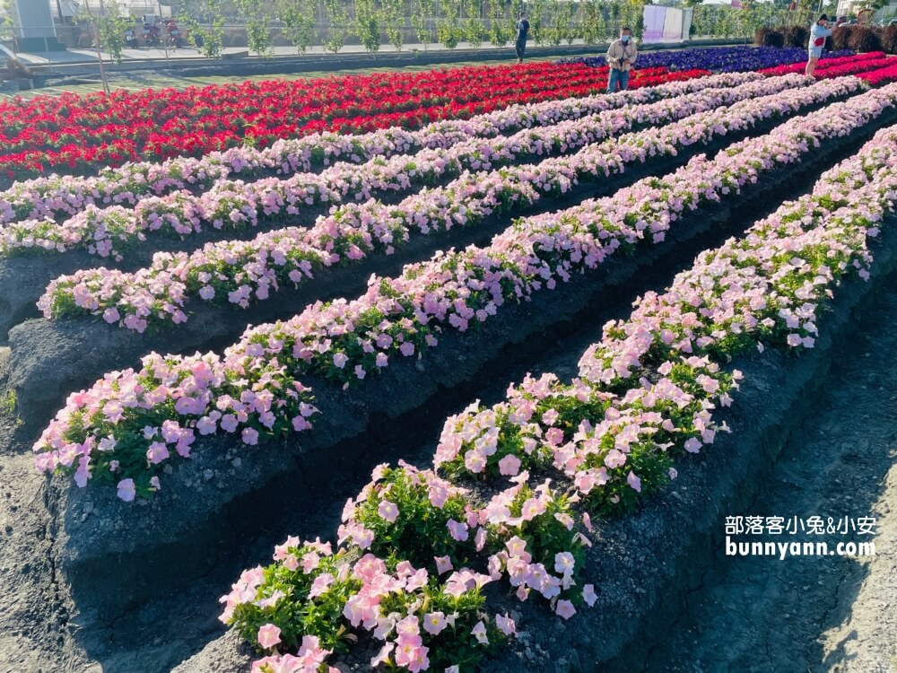 彰化景點》董家花田，田尾繽紛四季花海，戶外野餐好地方