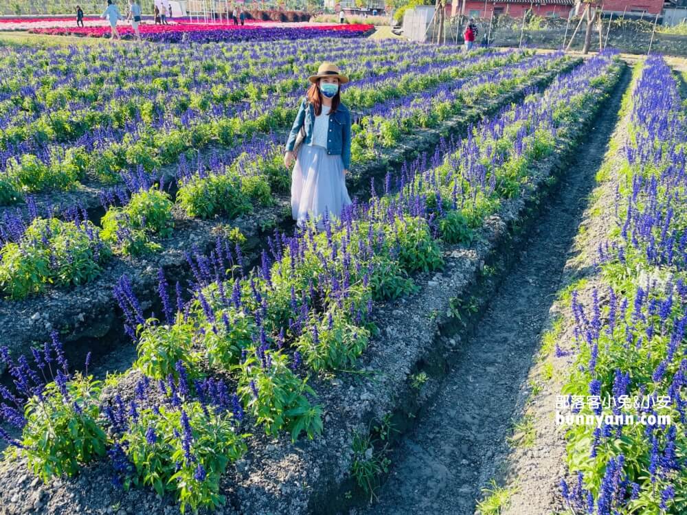 彰化景點》董家花田，田尾繽紛四季花海，戶外野餐好地方