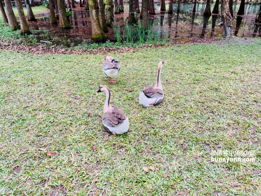 花蓮鈺展苗圃落羽松值得去嗎?落羽松小徑12月初轉紅