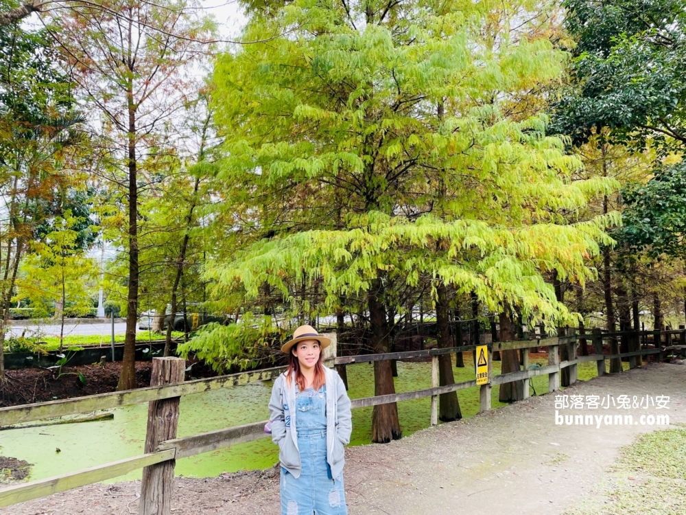 花蓮鈺展苗圃落羽松值得去嗎?落羽松小徑12月初轉紅