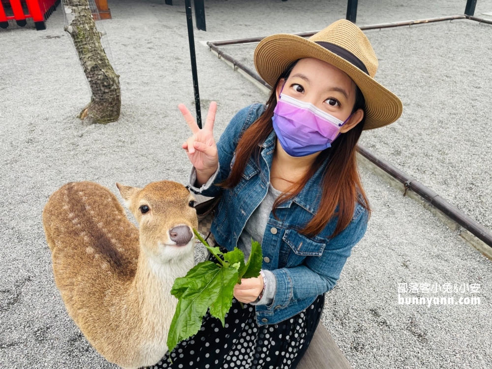 宜蘭【張美阿嬤農場】全台唯一泰迪羊，餵梅花鹿和水豚超有趣