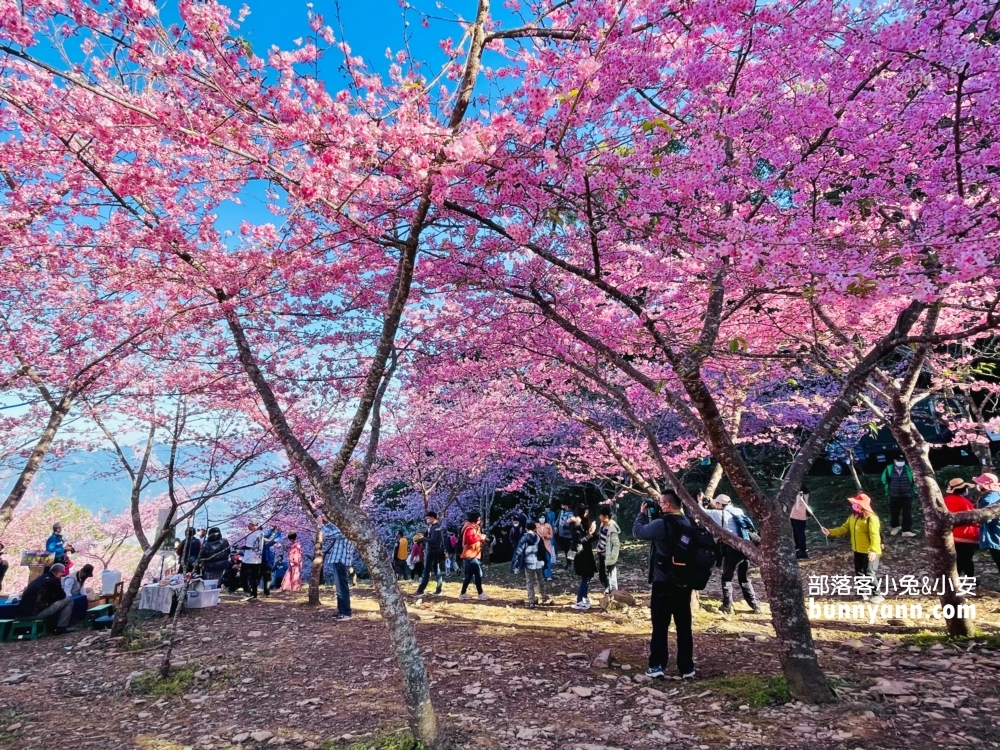 高雄寶山二集團櫻花公園最新花況，停車資訊分享