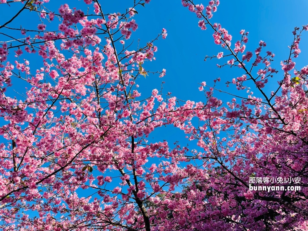 高雄寶山二集團櫻花公園最新花況，停車資訊分享