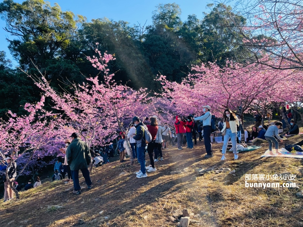 高雄寶山二集團櫻花公園最新花況，停車資訊分享