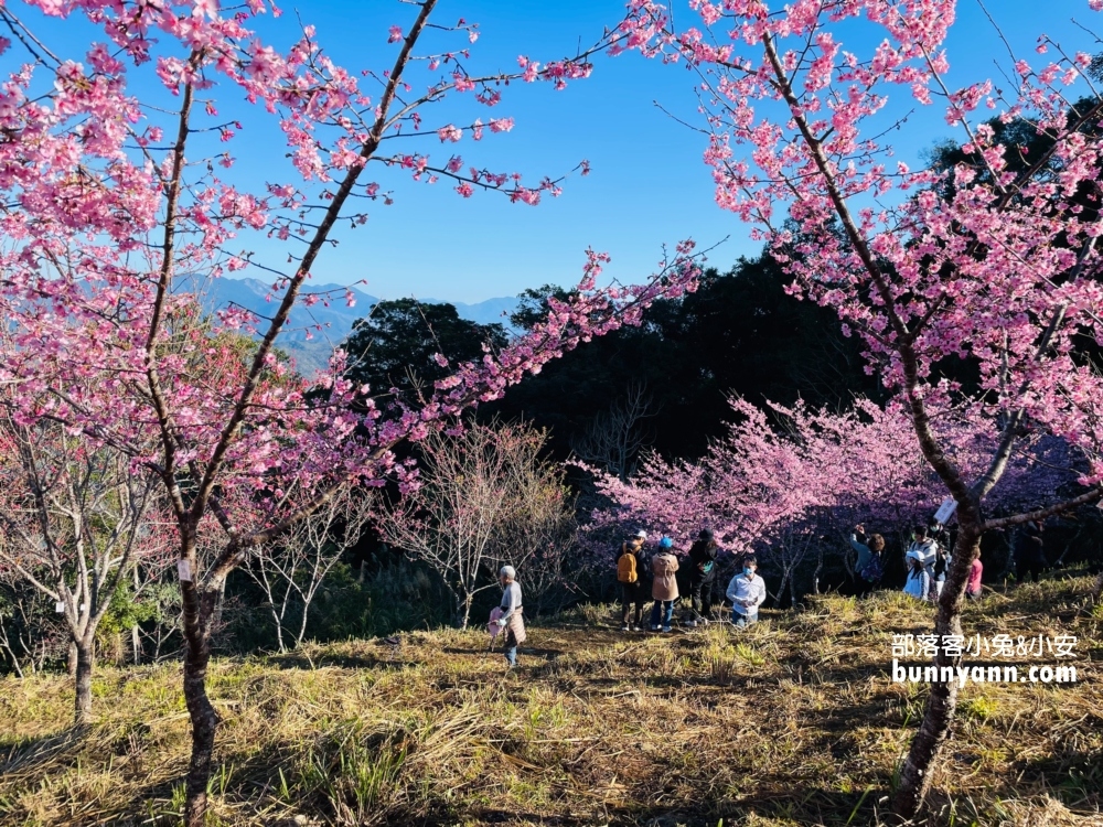 高雄寶山二集團櫻花公園最新花況，停車資訊分享