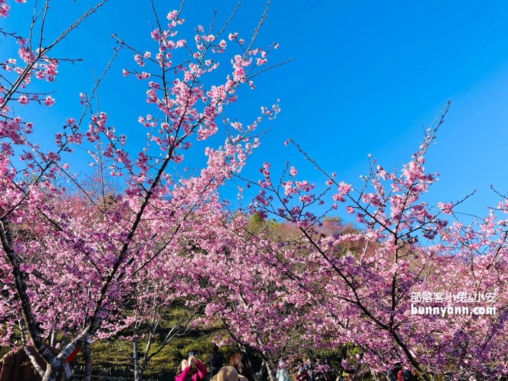 高雄寶山二集團櫻花公園最新花況，停車資訊分享