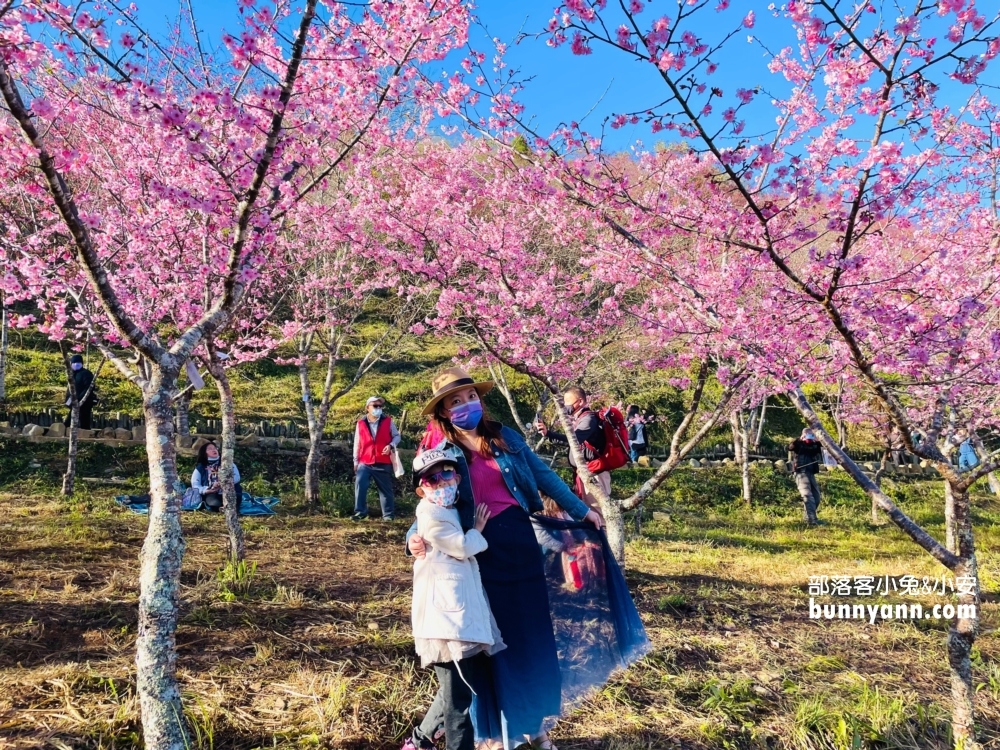 高雄寶山二集團櫻花公園最新花況，停車資訊分享