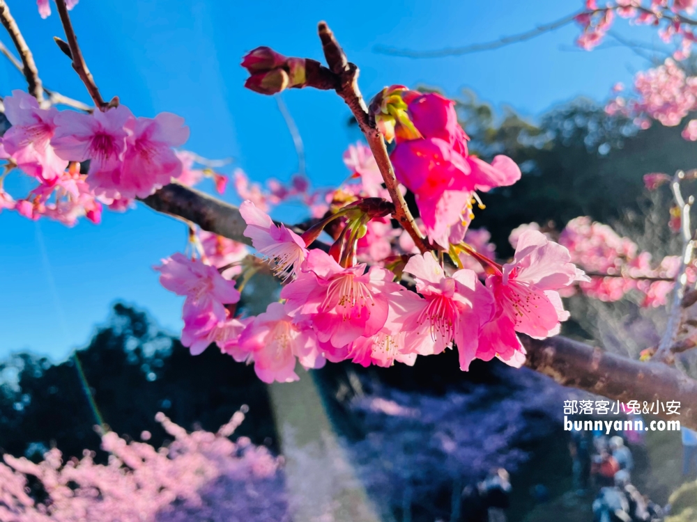 高雄寶山二集團櫻花公園最新花況，停車資訊分享