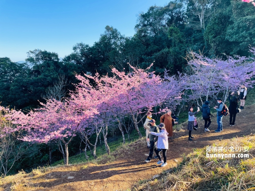 高雄寶山二集團櫻花公園最新花況，停車資訊分享