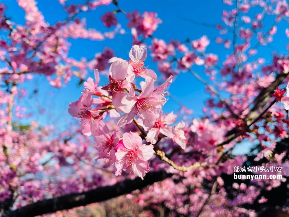 高雄寶山二集團櫻花公園最新花況，停車資訊分享