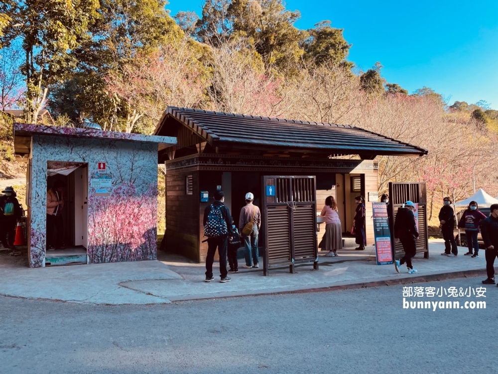 高雄寶山二集團櫻花公園最新花況，停車資訊分享