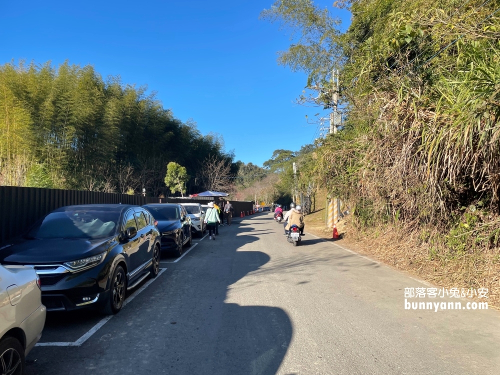 高雄寶山二集團櫻花公園最新花況，停車資訊分享