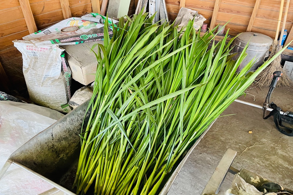 【泳霖牧場】餵牛不用付門票，來吃鮮奶饅頭，牧草一把十元