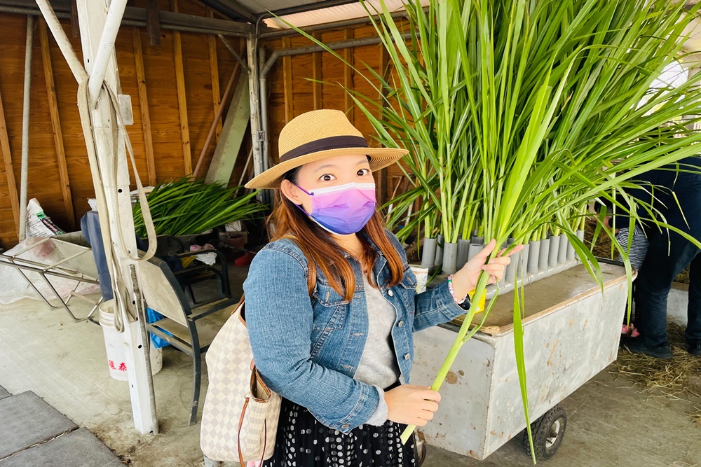 彰化泳霖牧場不用付門票，來吃鮮奶饅頭，餵牛吃草趣