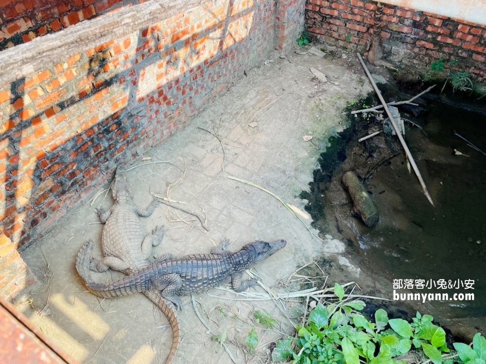 高雄水流莊牧場，餵羊吃飯兼玩沙坑和草地跑跳(門票資訊)