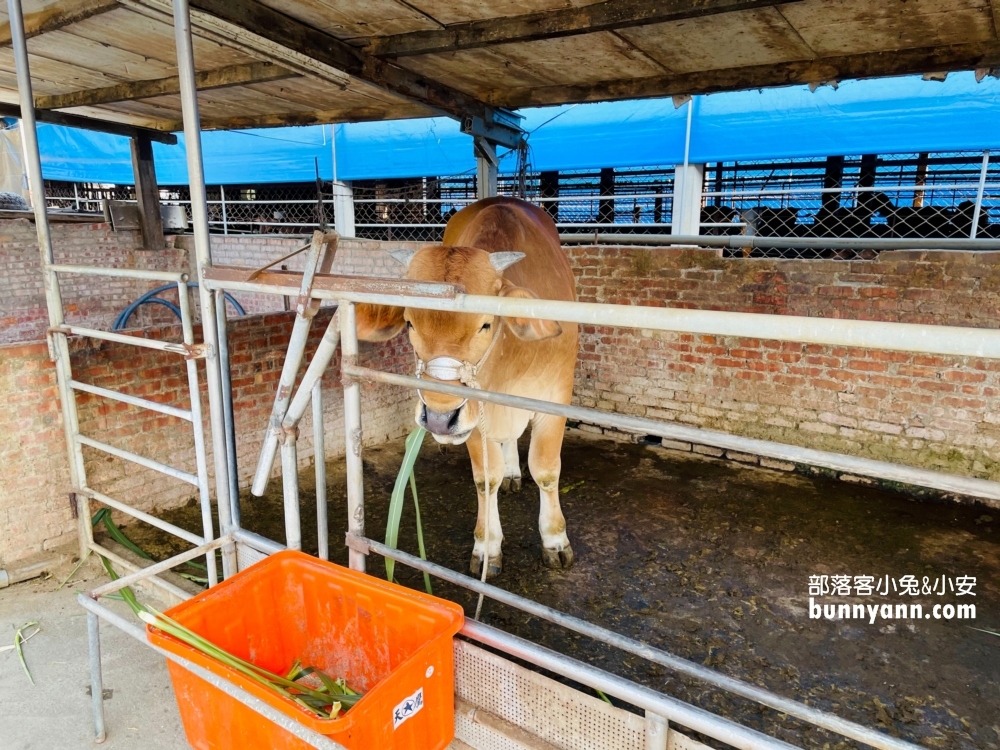 高雄水流莊牧場，餵羊吃飯兼玩沙坑和草地跑跳(門票資訊)